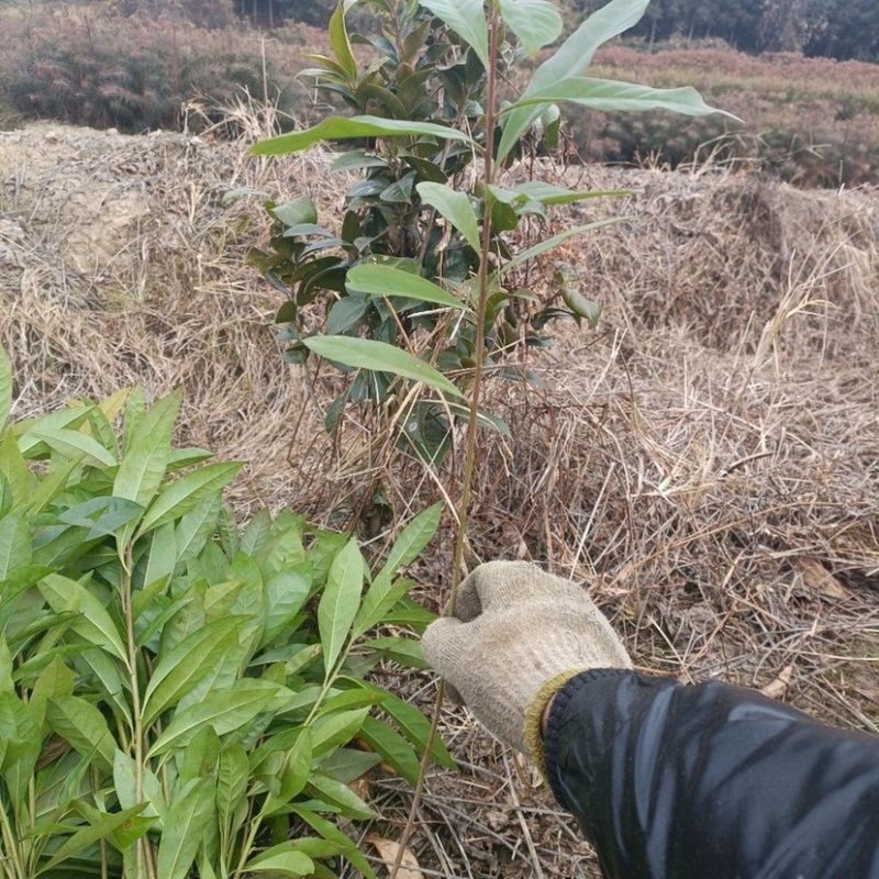 高度1米以上木荷杯苗，一年木荷杯苗批发