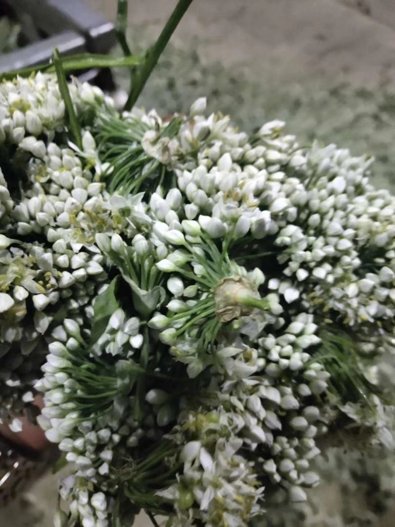 韭花。新鲜韭花已陆陆续续大量上市。货源充足。