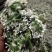 韭花。新鲜韭花已陆陆续续大量上市。货源充足。