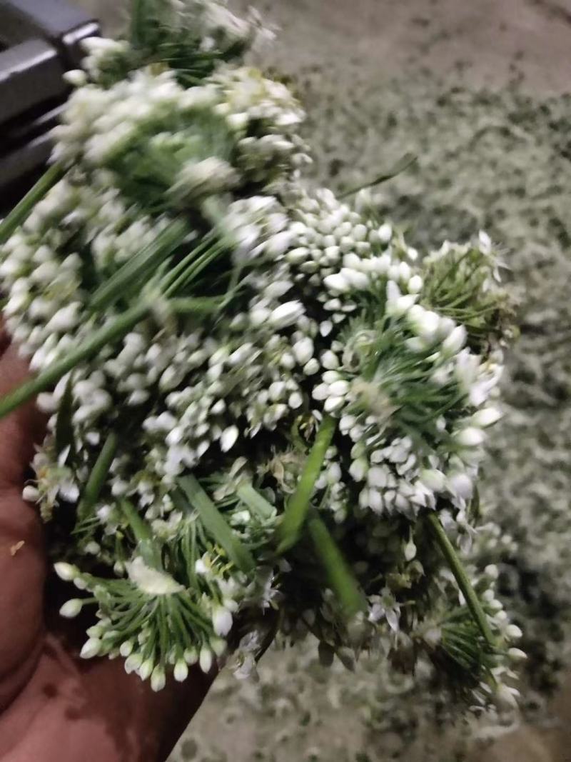 韭花。新鲜韭花已陆陆续续大量上市。货源充足。