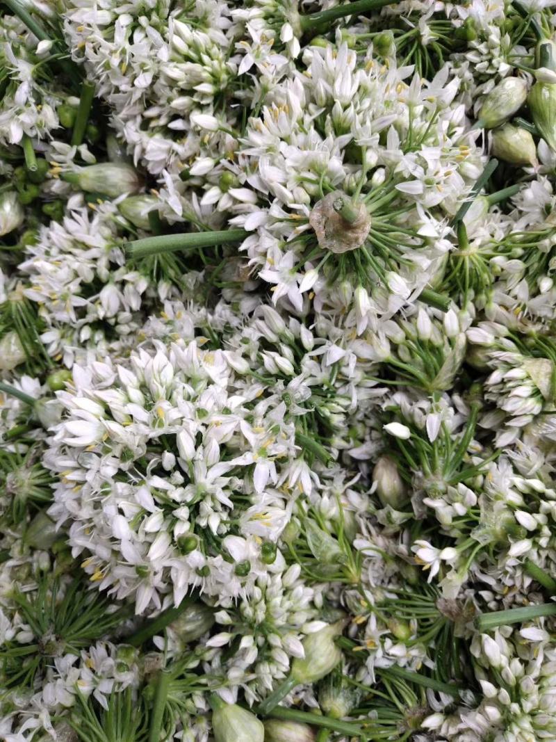 韭花。新鲜韭花已陆陆续续大量上市。货源充足。