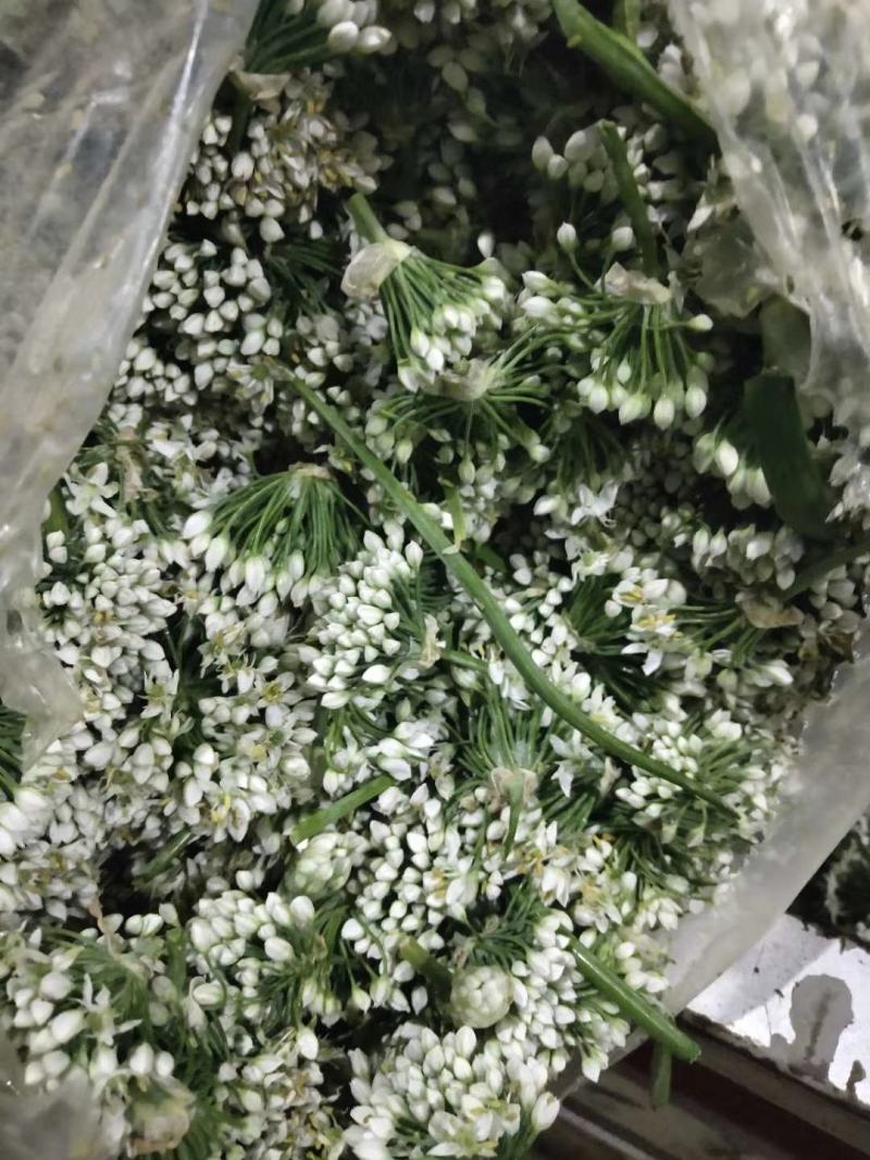 韭花。新鲜韭花已陆陆续续大量上市。货源充足。
