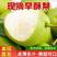 陕西蒲城贡梨，白酥梨，品种全价格低，一手货源，随到随装