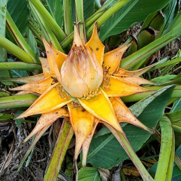 云南乡村地涌金莲花苞花苗批发原生态畜牧饲料花卉绿植