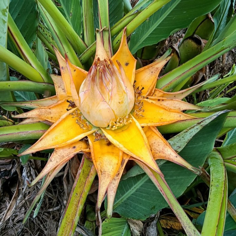云南乡村地涌金莲花苞花苗批发原生态畜牧饲料花卉绿植