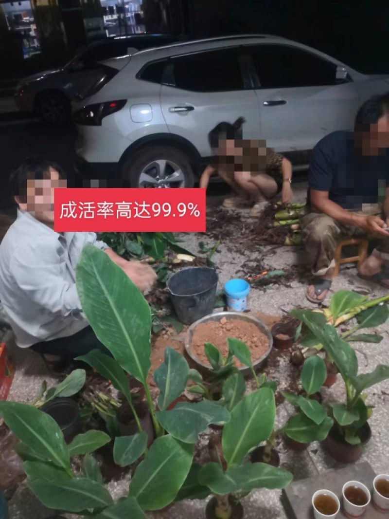 云南乡村地涌金莲花苞花苗批发原生态畜牧饲料花卉绿植