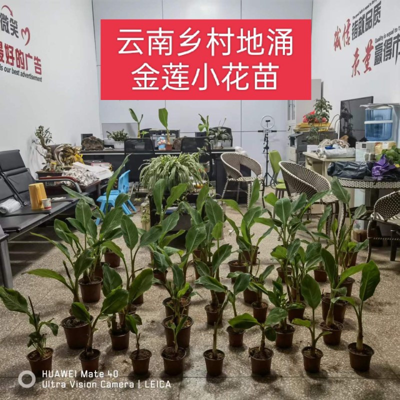 云南乡村地涌金莲花苞花苗批发原生态畜牧饲料花卉绿植