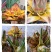 云南乡村地涌金莲花苞花苗批发原生态畜牧饲料花卉绿植