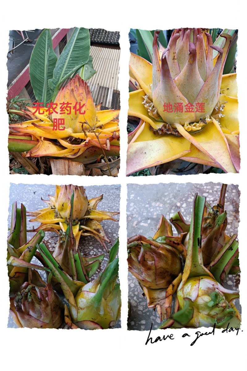 云南乡村地涌金莲花苞花苗批发原生态畜牧饲料花卉绿植