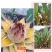 云南乡村地涌金莲花苞花苗批发原生态畜牧饲料花卉绿植