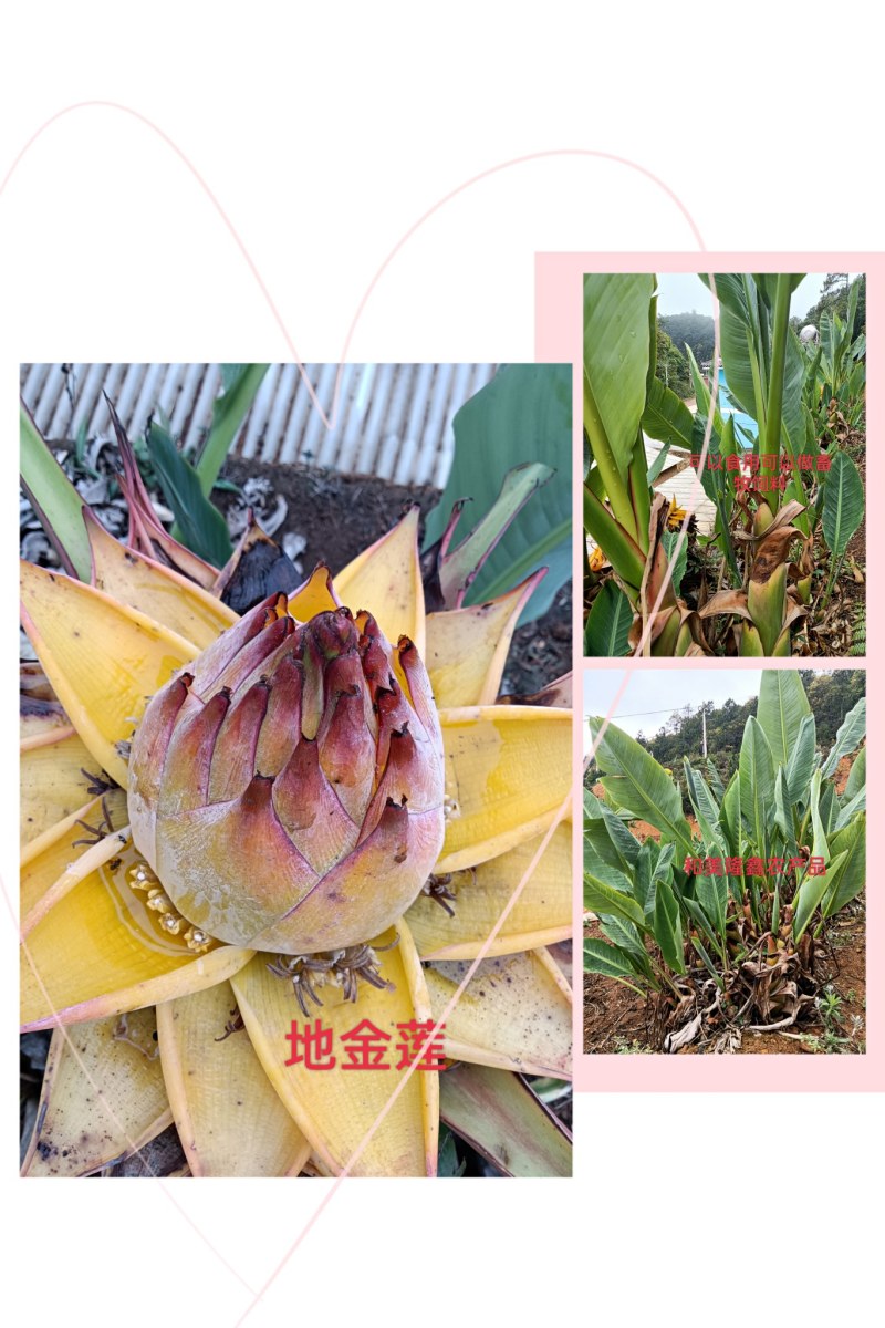云南乡村地涌金莲花苞花苗批发原生态畜牧饲料花卉绿植