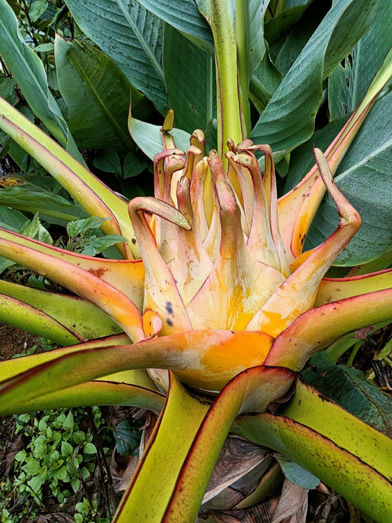 云南乡村地涌金莲花苞花苗批发原生态畜牧饲料花卉绿植