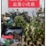 云南乡村地涌金莲花苞花苗批发原生态畜牧饲料花卉绿植