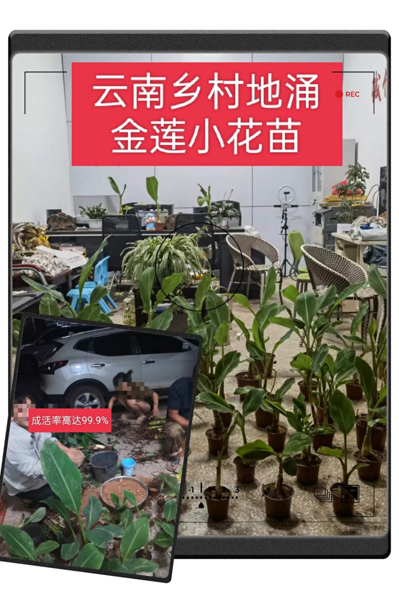 云南乡村地涌金莲花苞花苗批发原生态畜牧饲料花卉绿植