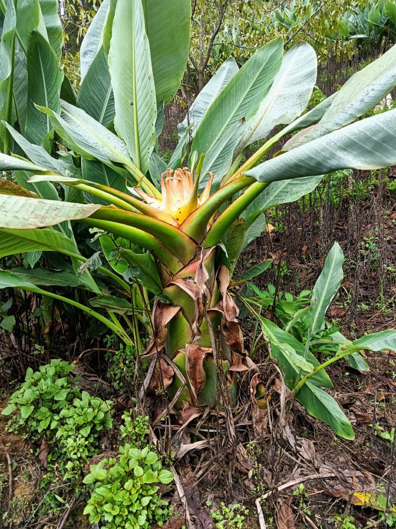 云南乡村地涌金莲花苞花苗批发原生态畜牧饲料花卉绿植