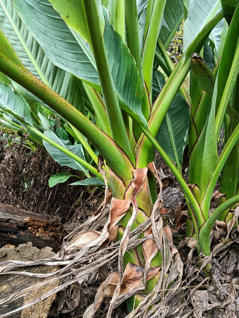 云南乡村地涌金莲花苞花苗批发原生态畜牧饲料花卉绿植