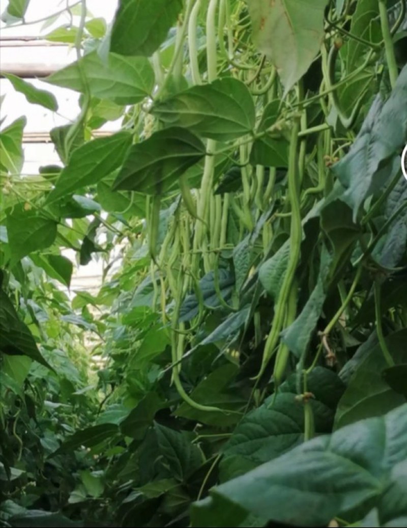 精品豆王掉价中，新上市豆王，物美价廉，欢迎采购