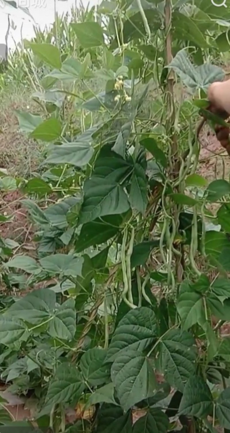 精品豆王掉价中，新上市豆王，物美价廉，欢迎采购