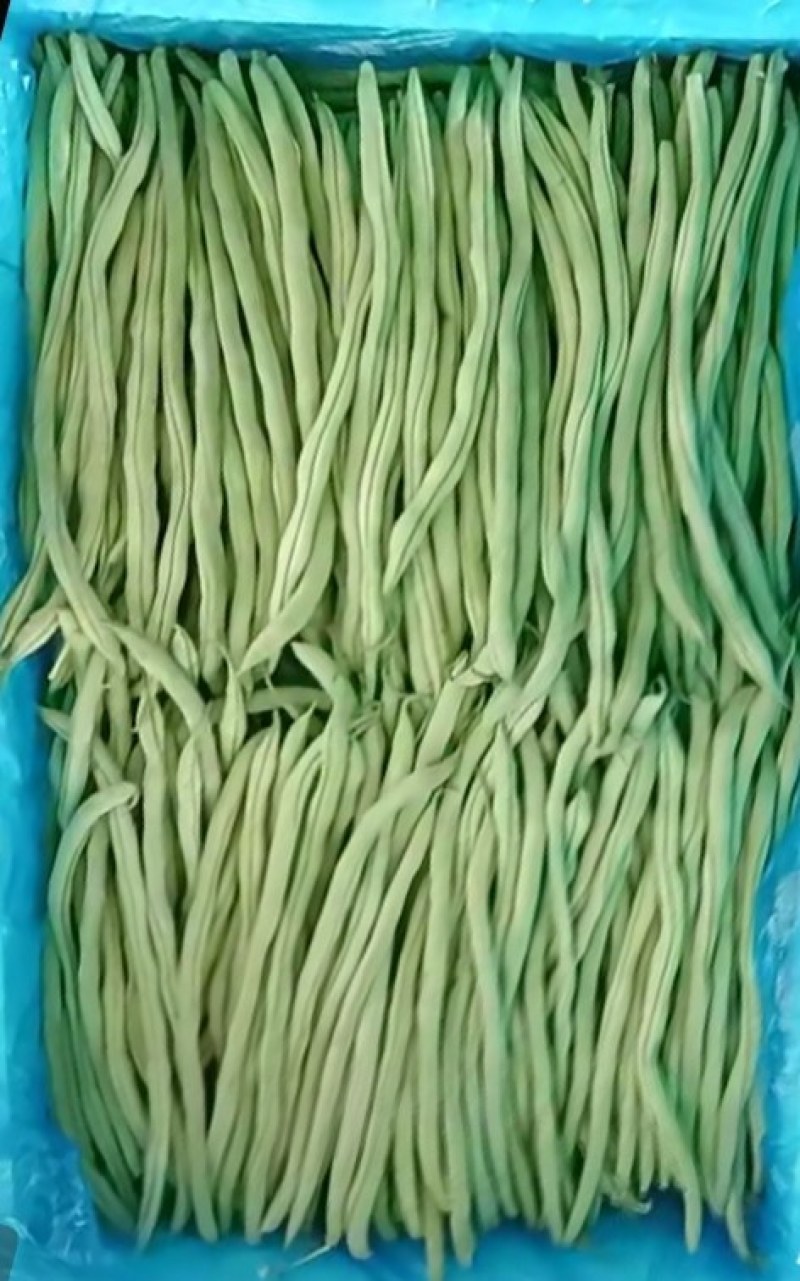 精品豆王掉价中，新上市豆王，物美价廉，欢迎采购