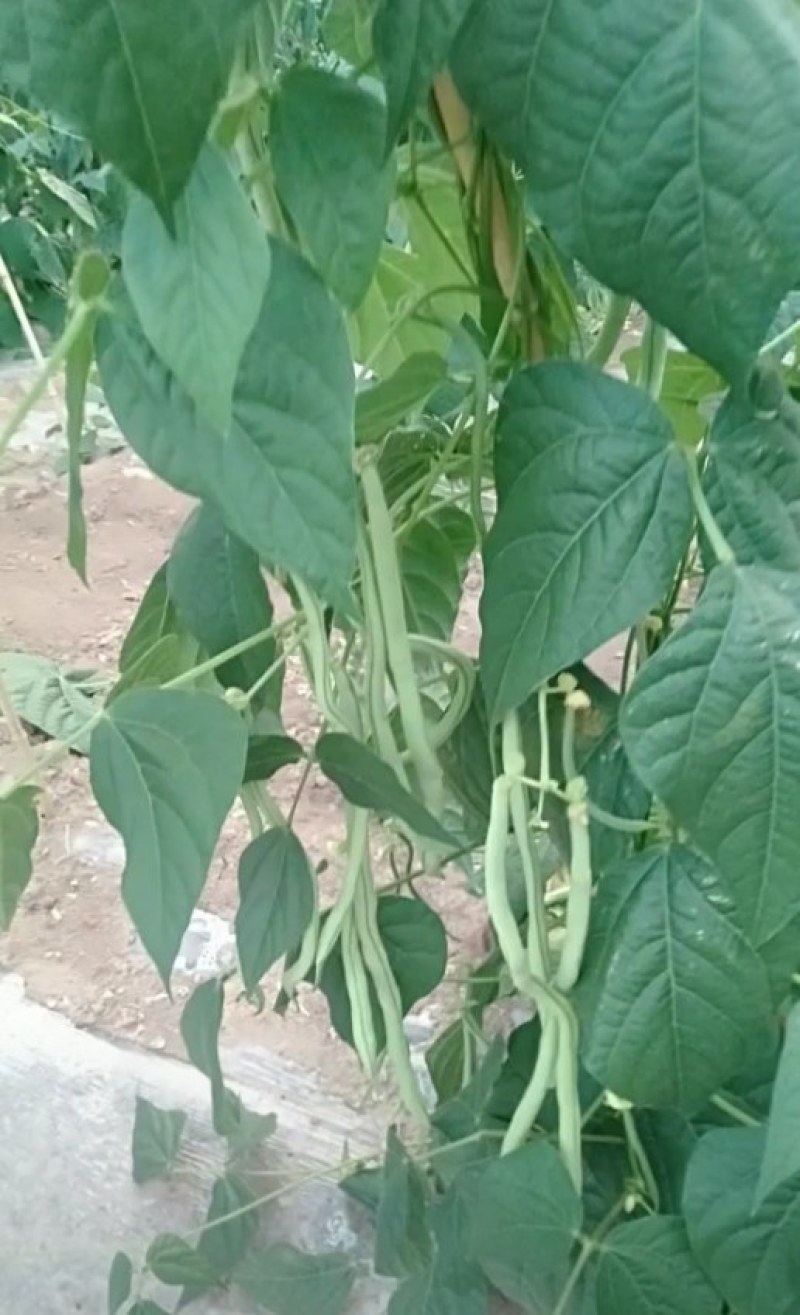 精品豆王掉价中，新上市豆王，物美价廉，欢迎采购