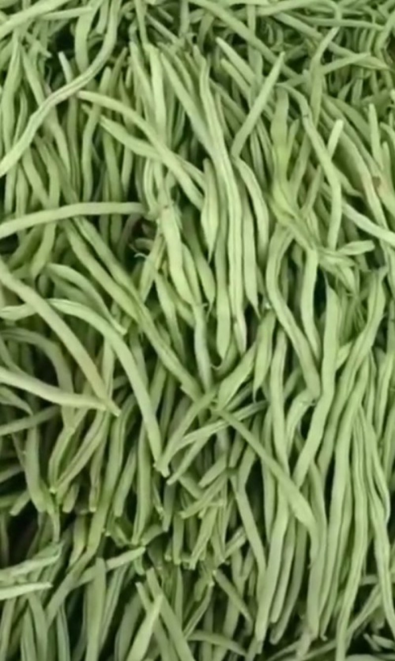 精品豆王掉价中，新上市豆王，物美价廉，欢迎采购