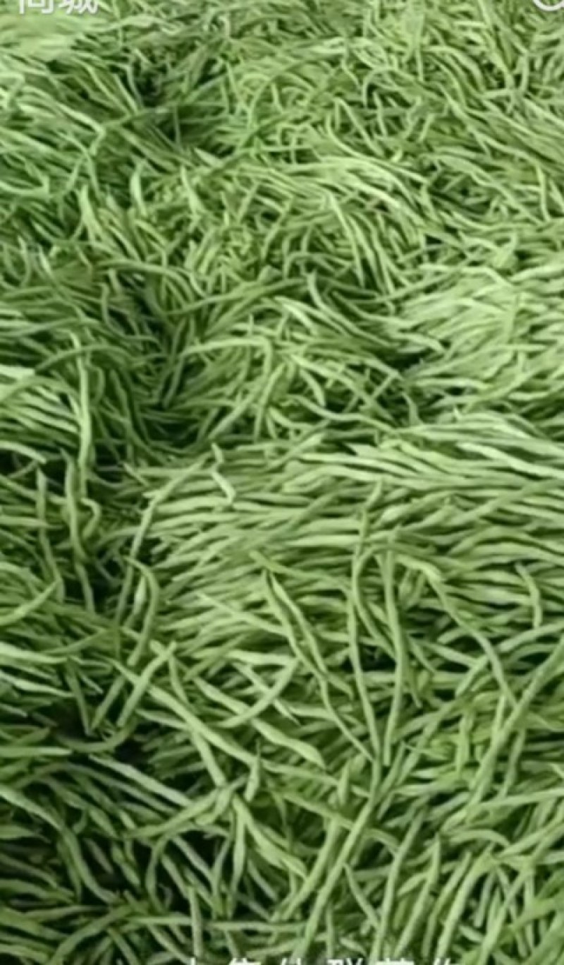 精品豆王掉价中，新上市豆王，物美价廉，欢迎采购