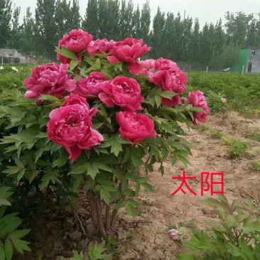 10年以上观赏牡丹树