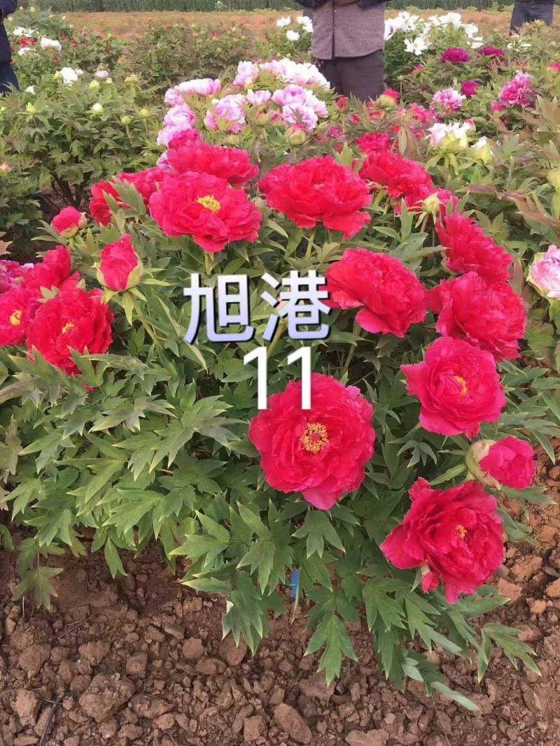 10年以上观赏牡丹树