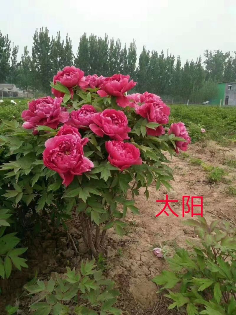 10年以上观赏牡丹树