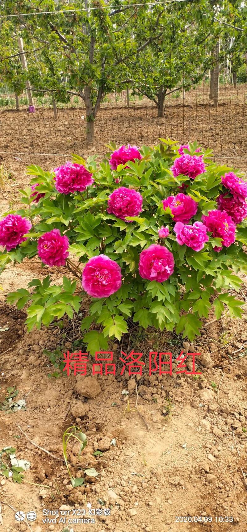 10年以上观赏牡丹树