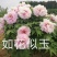 10年以上观赏牡丹树