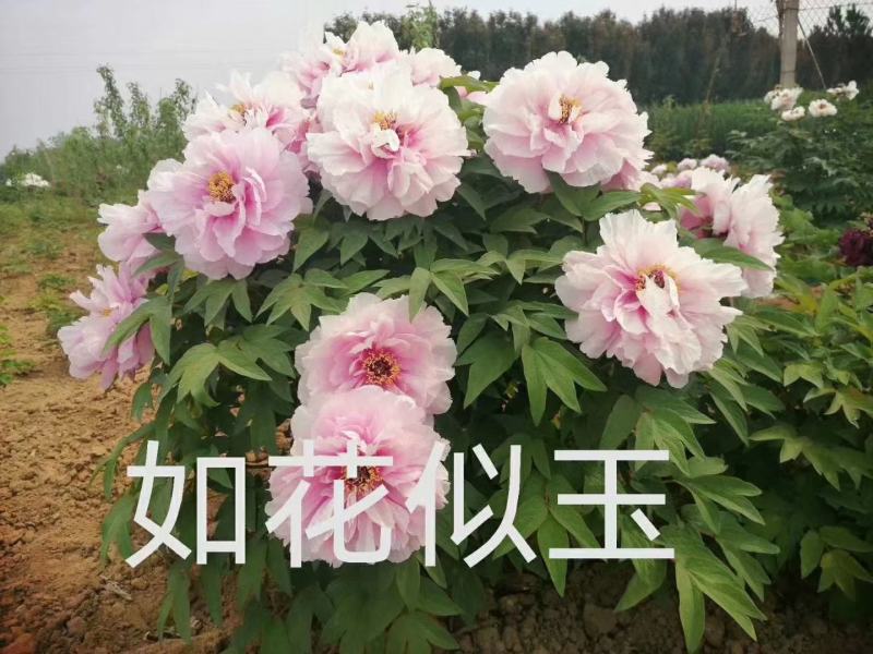 10年以上观赏牡丹树