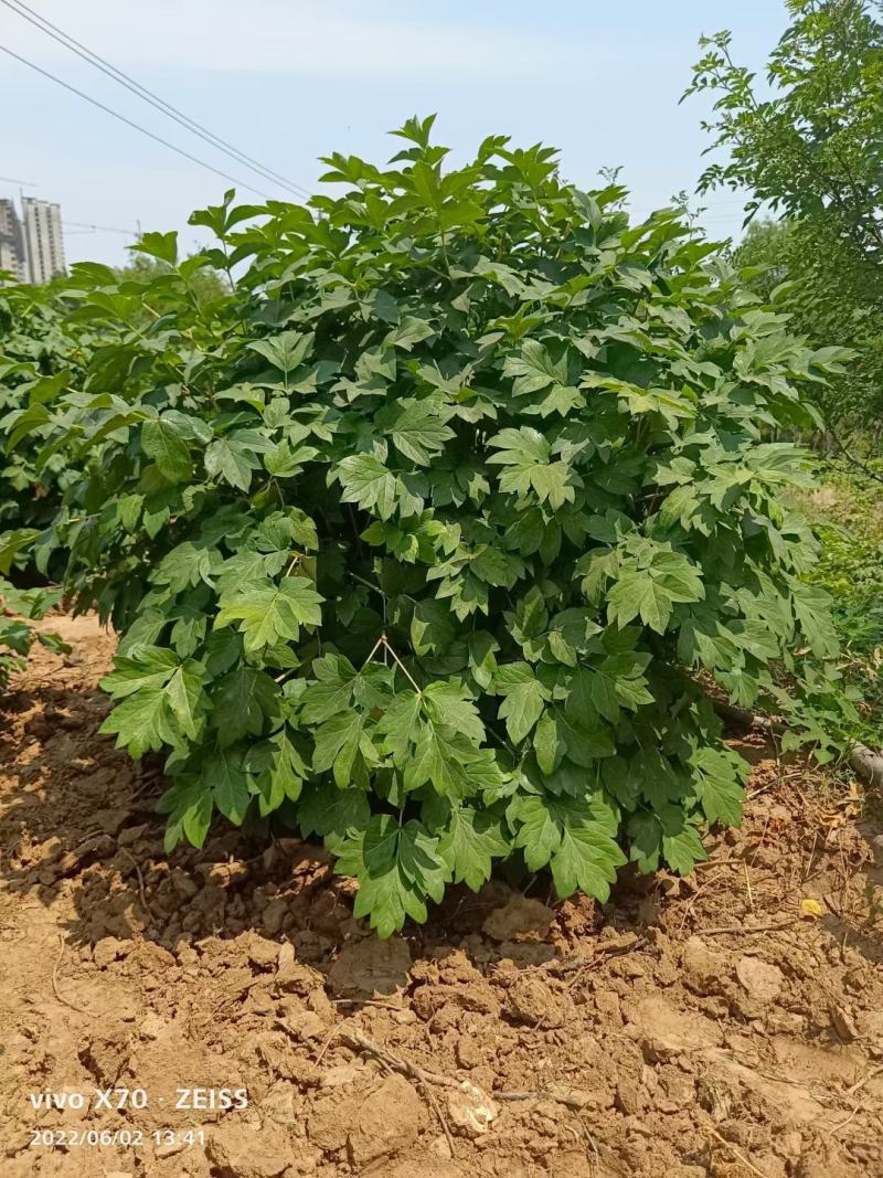 10年以上观赏牡丹树