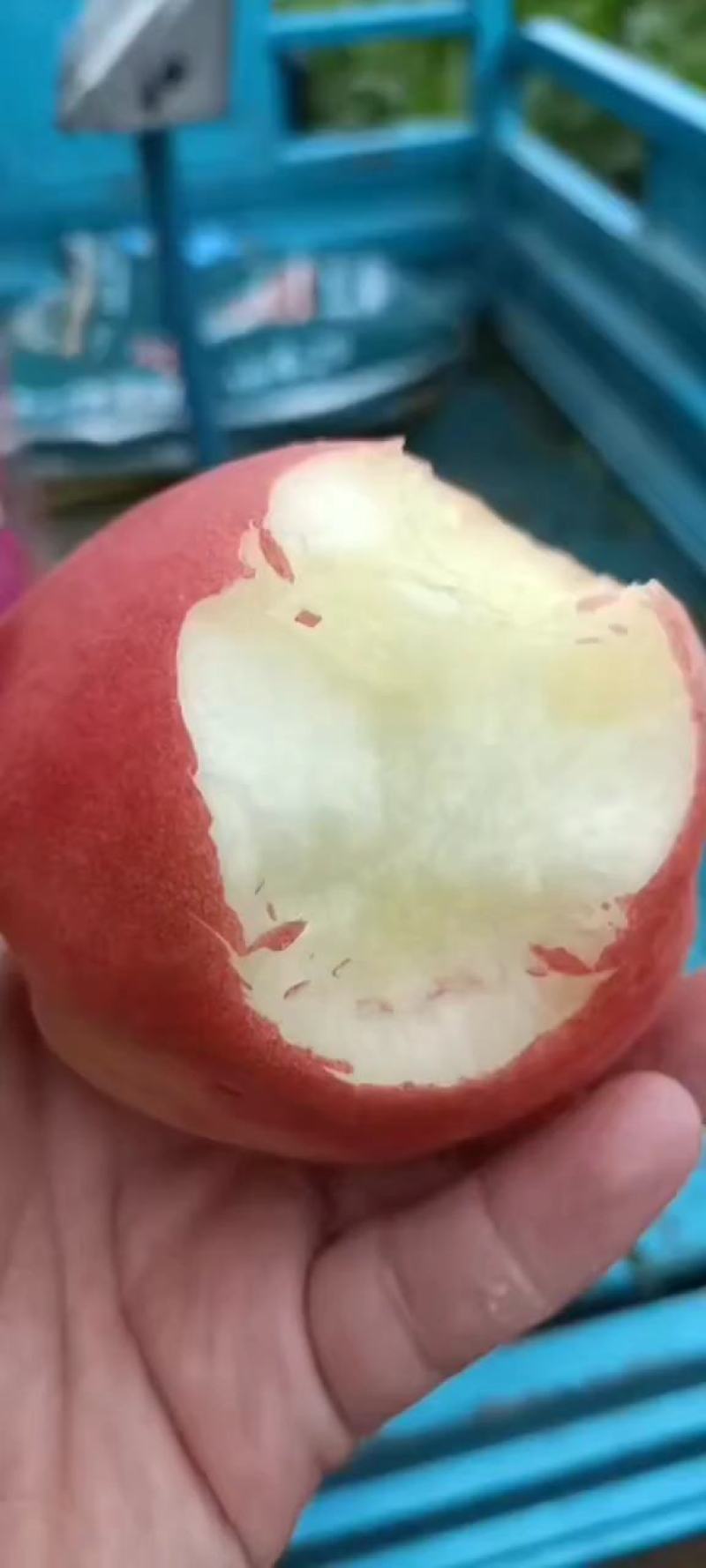 纸袋永莲蜜毛桃河南蜜桃产地直发品质保证走市场
