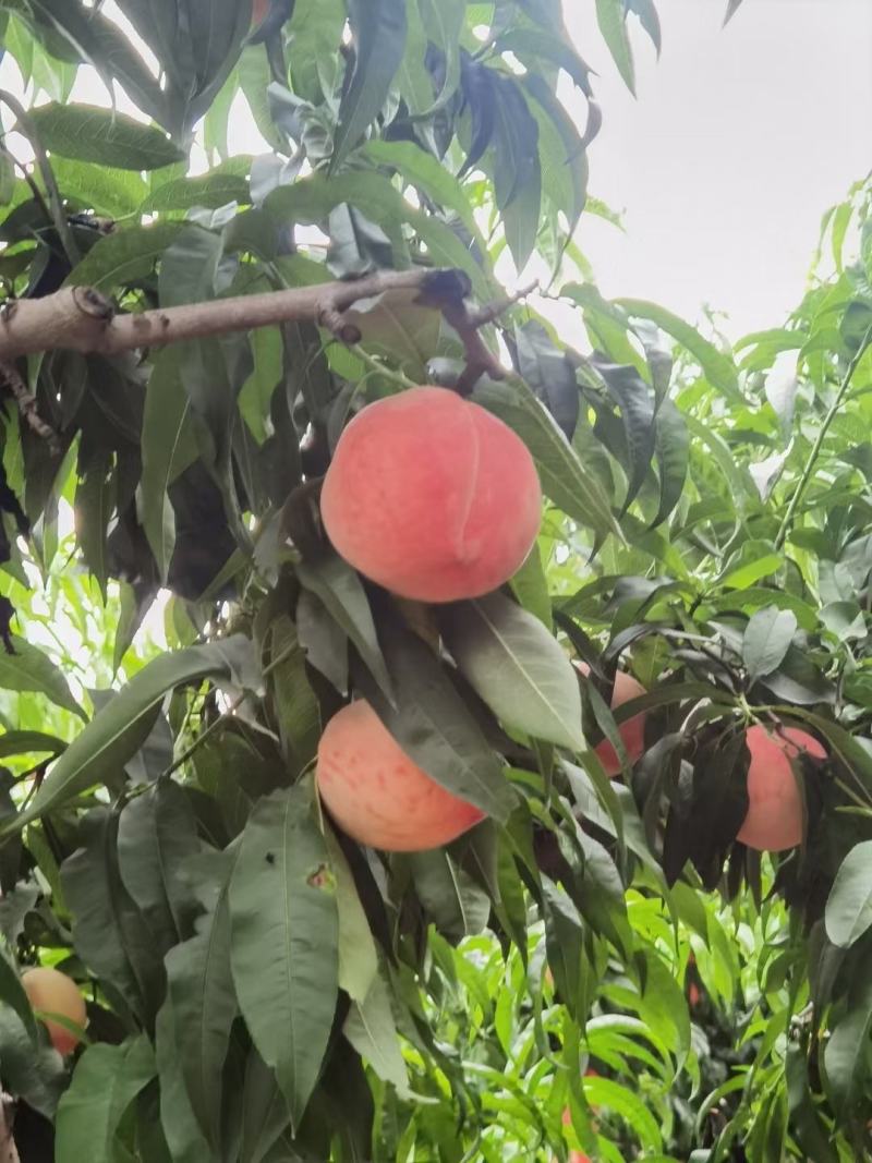 纸袋永莲蜜毛桃河南蜜桃产地直发品质保证走市场