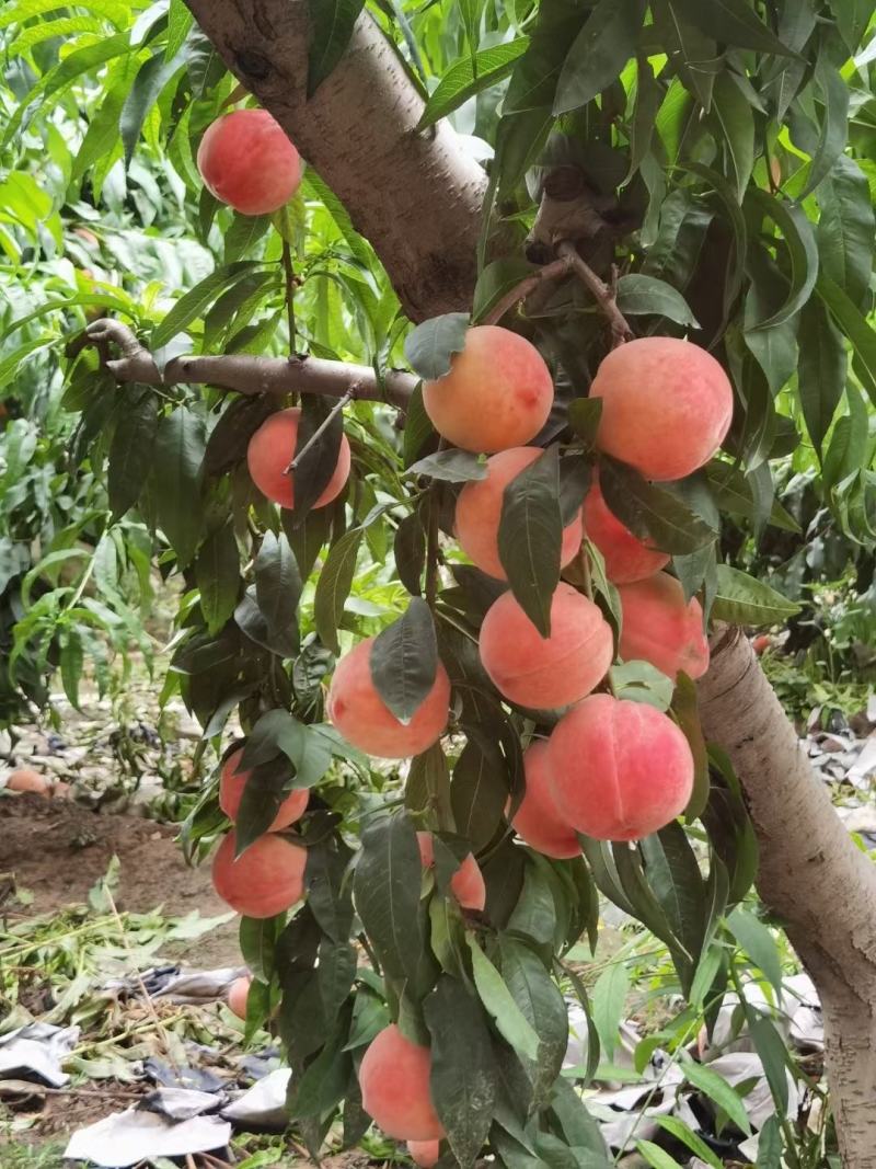 纸袋永莲蜜毛桃河南蜜桃产地直发品质保证走市场