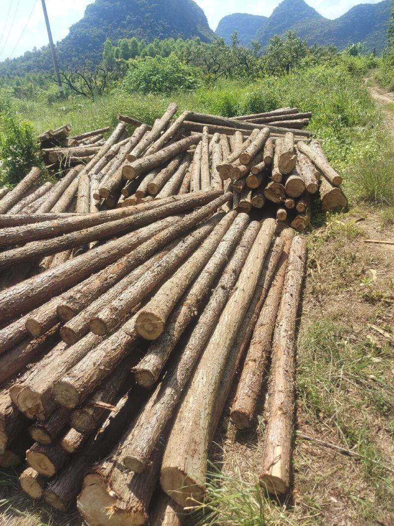 大量杉木出售各种规格