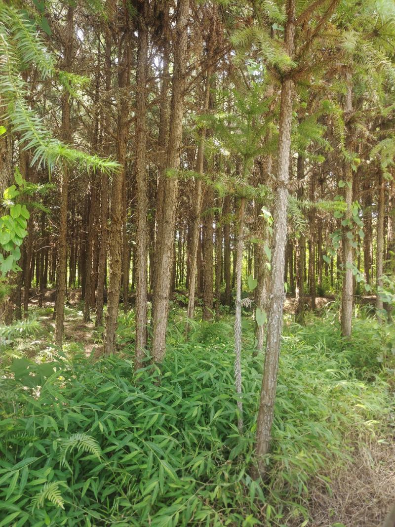 大量杉木出售各种规格