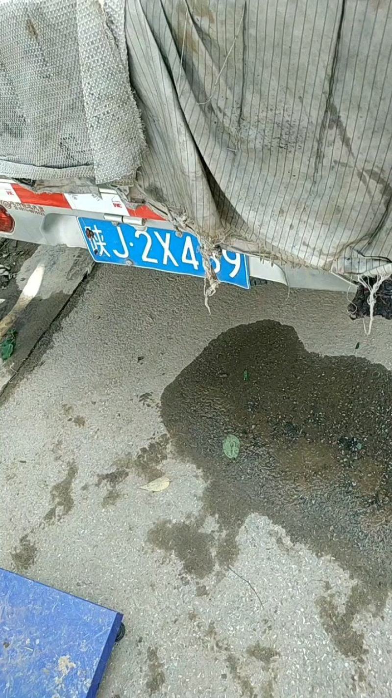蒲城红香酥梨大量现货，果面好，囗感甜代发全国，一手货源
