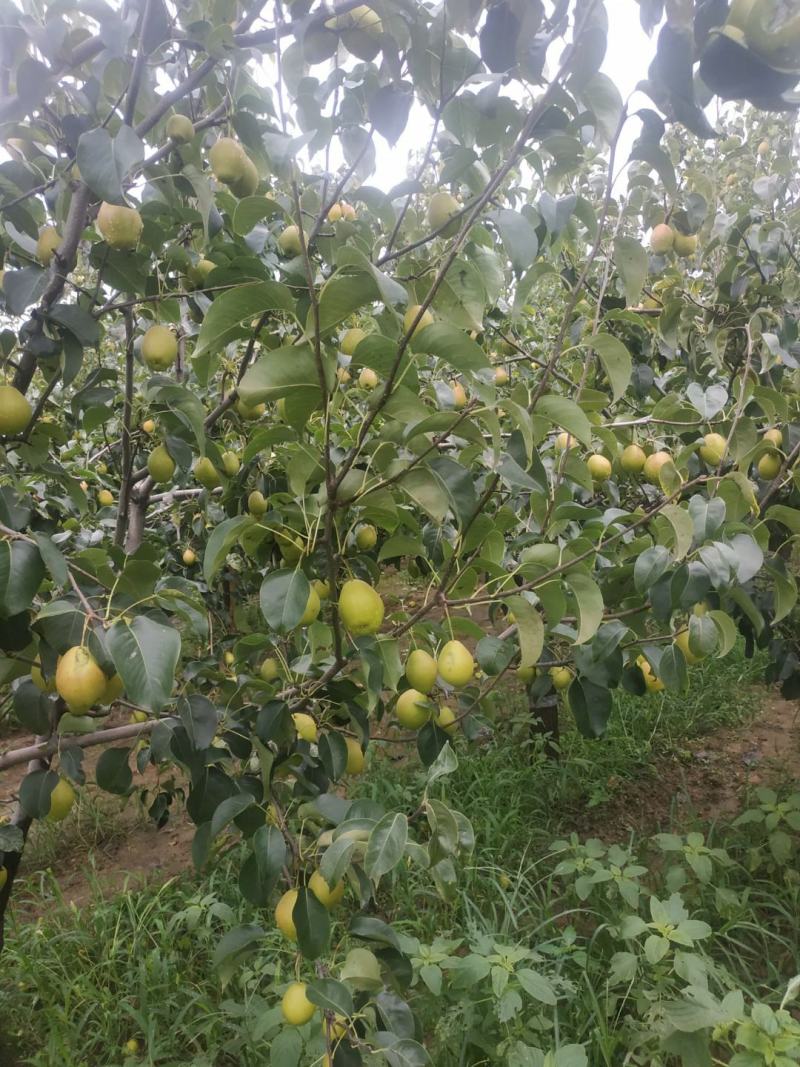 蒲城红香酥梨大量现货，果面好，囗感甜代发全国，一手货源