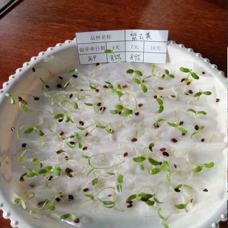 紫云英种子红花草种子牧草种子蜂蜜源高产固氮绿肥种子
