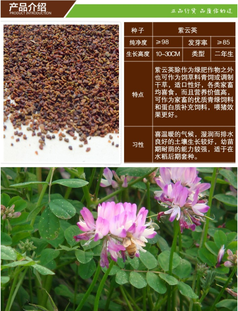 紫云英种子红花草种子牧草种子蜂蜜源高产固氮绿肥种子