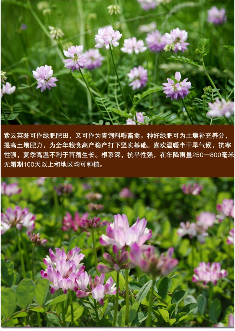 紫云英种子红花草种子牧草种子蜂蜜源高产固氮绿肥种子