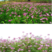 紫云英种子红花草种子牧草种子蜂蜜源高产固氮绿肥种子