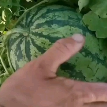 稻地西瓜，猛虎大西瓜，京欣小薄皮，陕抗五号