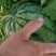 稻地西瓜，猛虎大西瓜，京欣小薄皮，陕抗五号