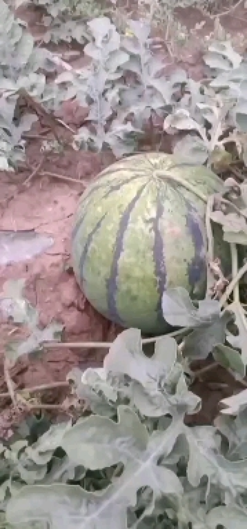 稻地西瓜，猛虎大西瓜，京欣小薄皮，陕抗五号