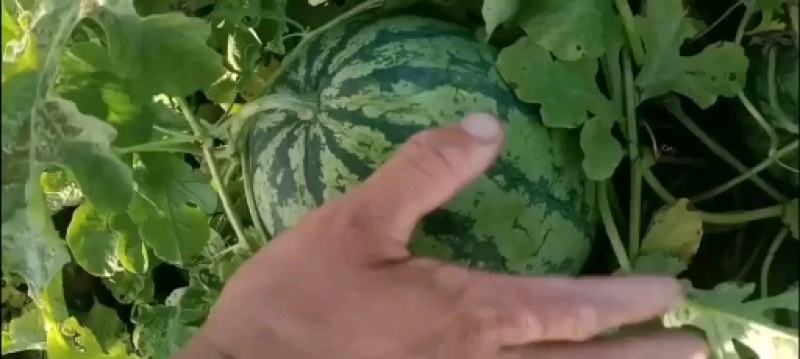 稻地西瓜，猛虎大西瓜，京欣小薄皮，陕抗五号