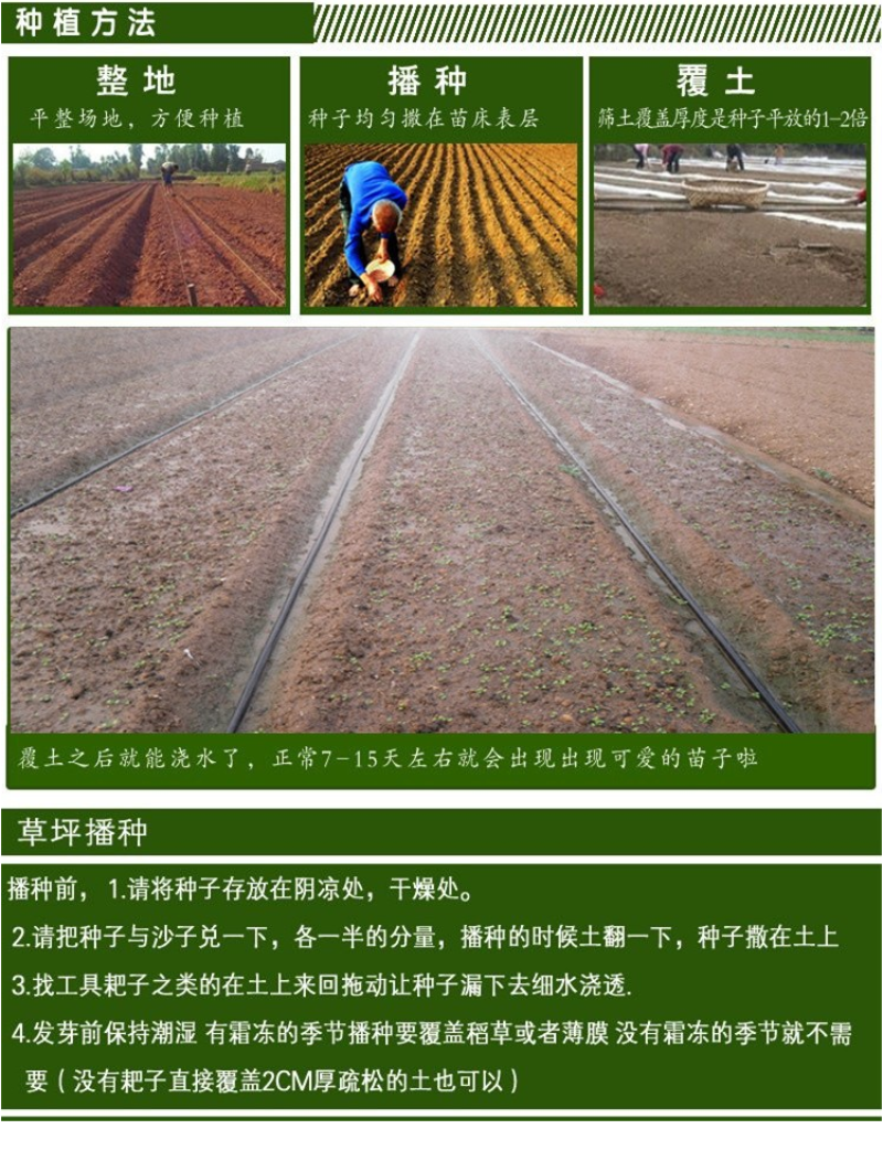 紫云英种子红花草种子牧草种子蜂蜜源高产固氮绿肥种子