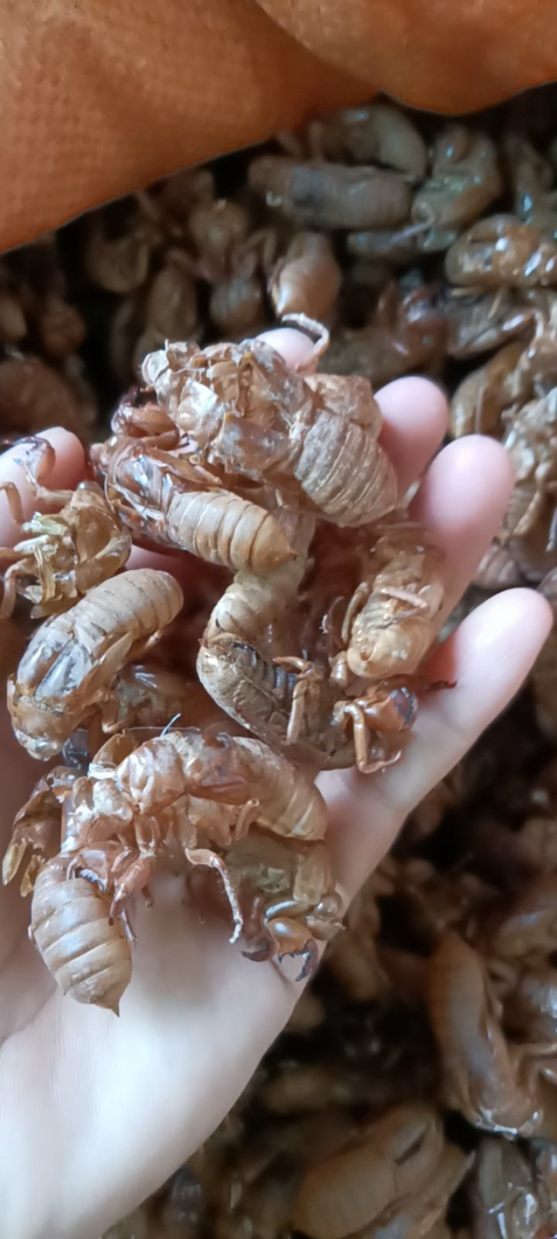 知了壳，蝉衣，蝉壳干货没水洗现货现发